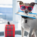 Dicas de como viajar com cachorro de avião e outros pets