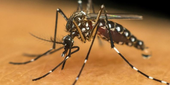 Dengue: aumento no número de casos, entenda o motivo
