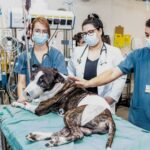 Hospitais Veterinários Públicos passam a atender aos sábados, domingos e feriados 