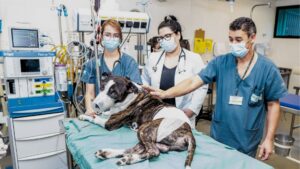 Hospitais Veterinários Públicos passam a atender aos sábados, domingos e feriados 